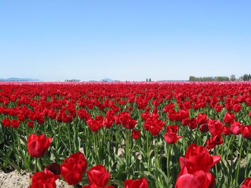 Tulpės, Laukas, Seattle, Gėlė, Raudona, Žydi
