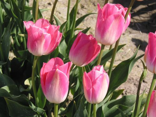 Tulpės, Rožinis, Pavasaris, Gėlė, Žiedas