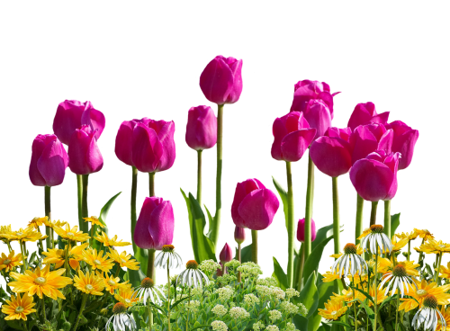 Tulpės, Gėlės, Pavasaris, Pavasario Gėlės, Izoliuotas, Geltona, Gamta, Tulpių Laukas, Tulpenbluete, Rožinis