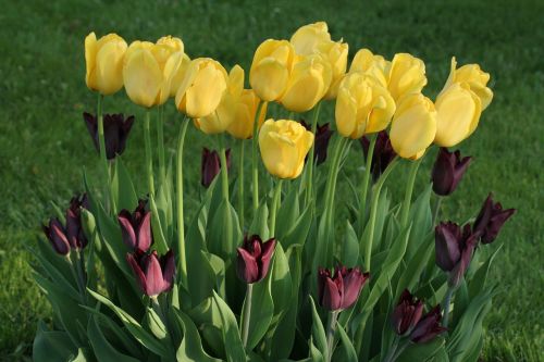 Tulpės, Gėlės, Geltona, Pavasaris, Spalvos, Tulpių Spyruoklė