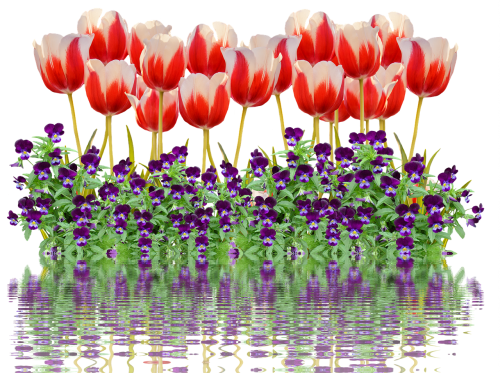 Tulpės, Pavasaris, Gamta, Gėlė, Gėlės, Raudona, Spalvinga, Tulpių Laukas, Augalas, Pavasario Gėlė