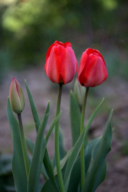 Tulpės, Raudona, Lietus, Reikmenys, Gėlės