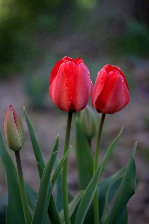Tulpės, Raudona, Lietus, Reikmenys, Gėlės