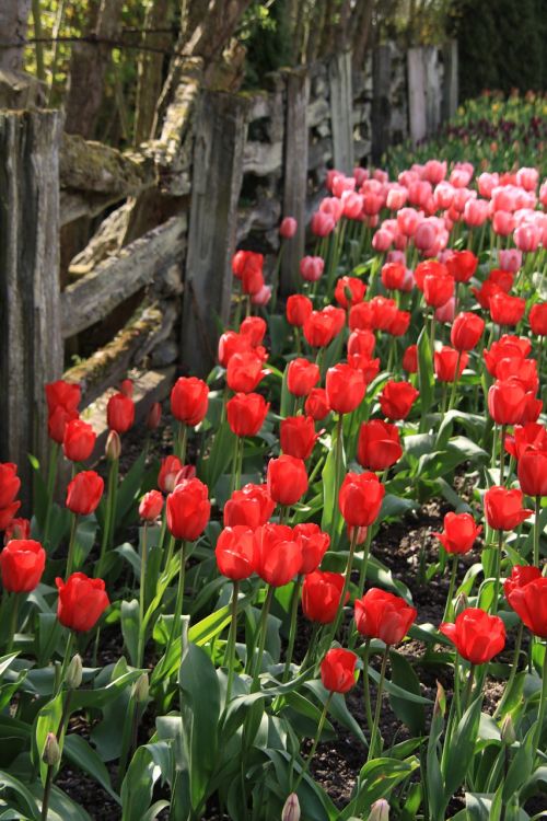 Tulpės, Tvora, Gėlės, Vašingtono Valstija, Tulpių Festivalis
