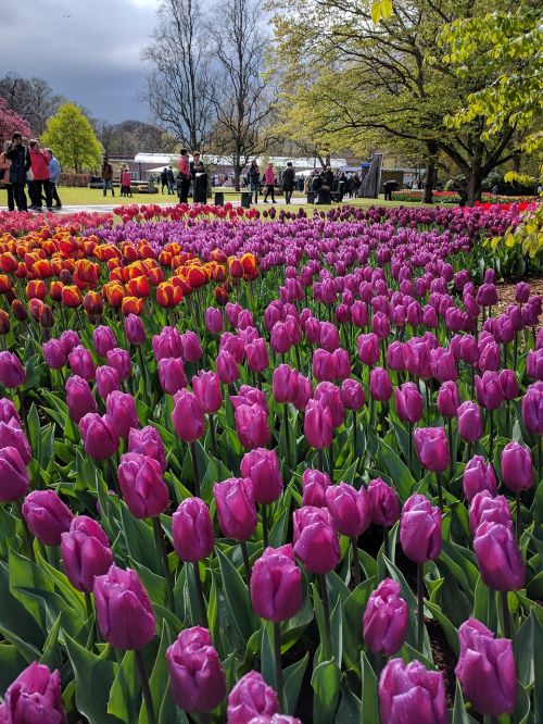 Tulpės, Nyderlandai, Keukenhof, Gėlė, Gamta