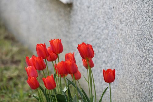 Tulpės, Gėlė, Rossi