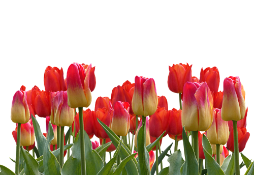 Tulpės, Pavasaris, Gamta, Gėlė, Gėlės, Raudona, Skintos Gėlės, Augalas, Pavasario Gėlė