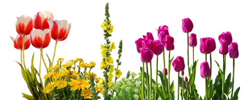 Tulpės, Pavasaris, Gėlės, Geliu Lova, Augalas, Gamta