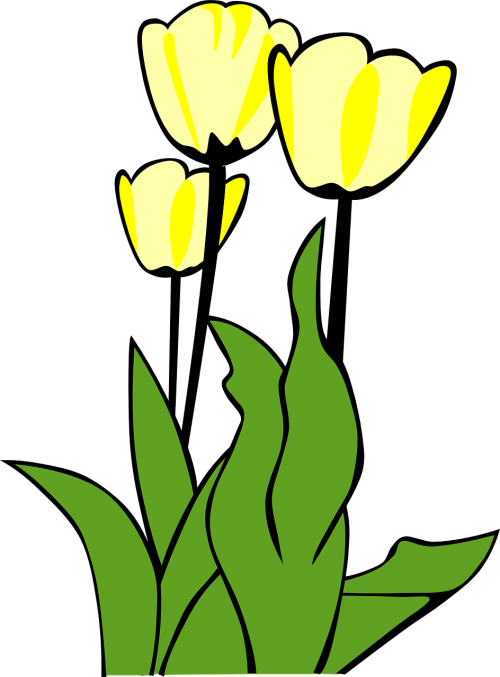 Tulpės, Gėlės, Augalas, Lapai, Pavasaris, Geltona, Sodas, Nemokama Vektorinė Grafika