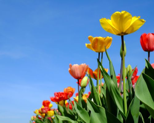 Tulpės, Gėlės, Žydėti, Spalvinga, Tulpių Laukas, Žydėjo, Skintos Gėlės, Pavasario Gėlės, Frühlingsanfang, Gamta