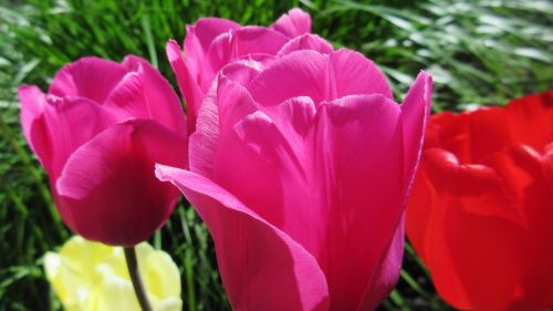 Tulpės, Gamta, Gėlė, Flora, Sodas, Pavasaris