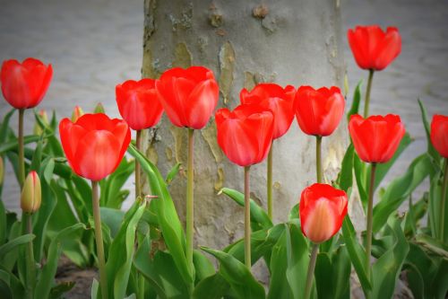 Tulpės, Raudona, Gamta