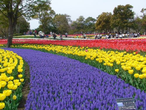 Tulpės, Kiso Sansen Parkas, Gifu