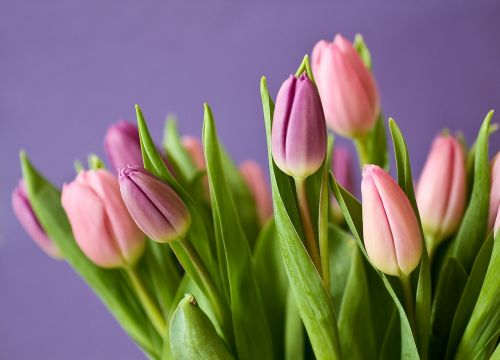 Tulpės, Gėlės, Tulpių Puokštė, Violetinė, Rožinis, Gamta, Augalas, Pavasaris
