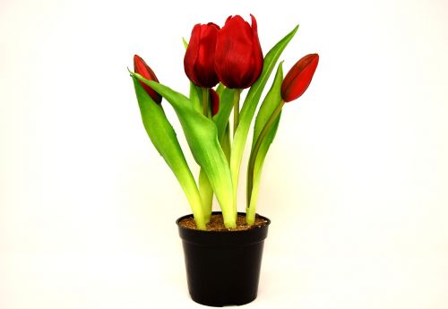 Tulpės, Gėlės, Dirbtinis, Pavasaris, Raudona