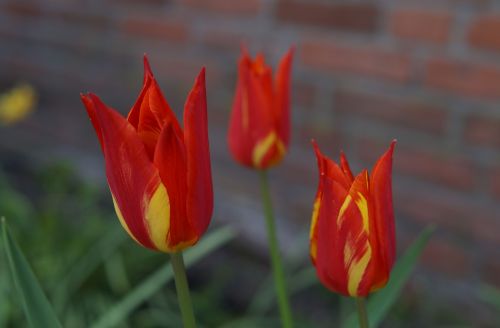 Tulpės, Gėlė, Gėlės, Olandų, Raudona Geltona, Saldus, Gražus
