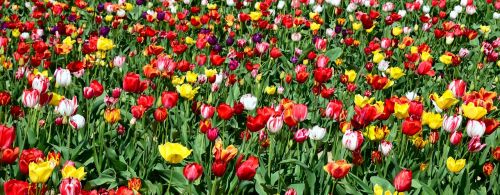 Tulpės, Tulpių Laukas, Tulpenbluete, Gėlės, Gamta, Spalvinga, Pavasaris, Gėlė