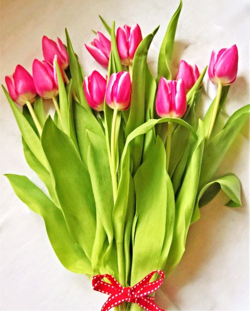 Tulpės,  Puokštė,  Pavasaris,  Skintos Gėlės,  Raudonos Baltos Gėlės,  Pavasario Gėlės,  Siurprizas,  Be Honoraro Mokesčio