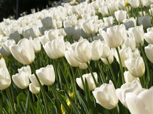 Tulpės, Gėlės, Balta, Gamta, Pavasaris, Sodas