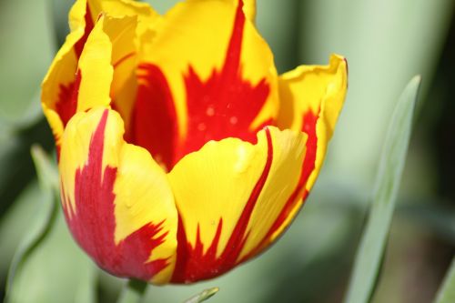 Tulpės, Raudonos Ir Geltonos Spalvos Tulpės, Farbenpracht, Gražios Spalvos, Gėlės, Pavasario Gėlės, Pavasaris, Žydėti