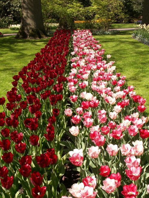 Tulpės, Gėlės, Rožinis, Raudona, Holland, Keukenhof