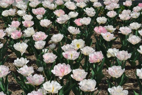 Tulpės, Gėlės, Daugiametis, Pavasaris, Pavasario Žiedas, Rožinis