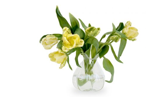 Tulpės,  Papūgos Tulpės,  Gėlės,  Geltona,  Gamta,  Pavasaris,  Pavasario Pabudimas,  Frühlingsanfang,  Be Honoraro Mokesčio