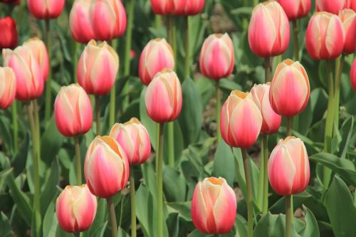 Tulpės, Tulpių Laukai, Holland, Gėlė, Gamta, Gėlės, Žydėti, Rožinis, Raudona, Žiedas, Žydėti, Augalas, Flora, Balta