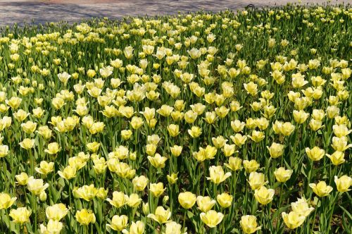 Tulpės, Tulpių Laukas, Geltona, Tulpenbluete, Spalvinga, Parkas