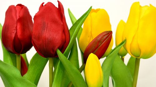 Tulpės,  Gėlės,  Dirbtinis,  Pavasaris,  Raudona,  Geltona,  Be Honoraro Mokesčio