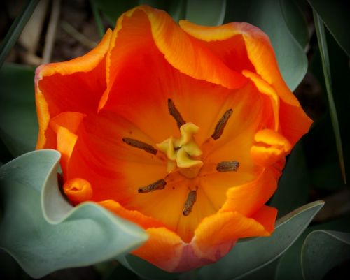 Tulpės, Pavasaris, Pavasario Gėlės, Oranžinė, Sodas, Sodo Gėlės, Žydėjo, Žiedlapiai, Gėlės, Augalas, Gamta, Flora, Uždaryti, Vaizdo Redagavimas