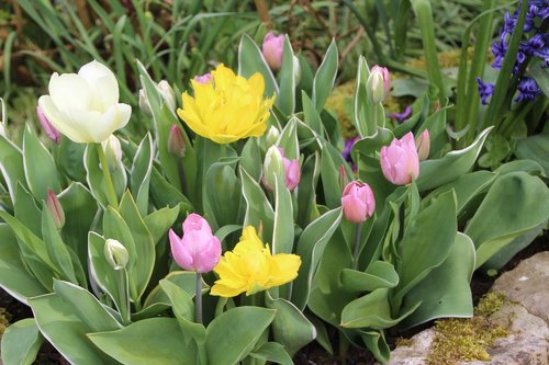 Tulpės,  Pavasaris,  Spyruoklė-Žydėjimo,  Tulpė Pavasarį