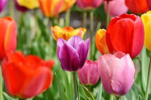 Tulpės,  Tulpė Srityje,  Tulpenbluete,  Suklestėjo,  Srityje Gėlių,  Žydi,  Pavasario Gėlė,  Frühlingsanfang,  Spalvinga,  Gėlė,  Raudonas Geltonas,  Spalva,  Pavasario Spalvos,  Gėlės