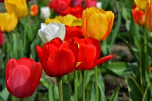 Tulpės,  Gėlės,  Spalvinga,  Spyruokliniai Žiedai,  Raudona,  Geltona,  Pavasaris,  Tulpė Srityje,  Tulpenbluete,  Rožinis,  Žydi,  Augalas