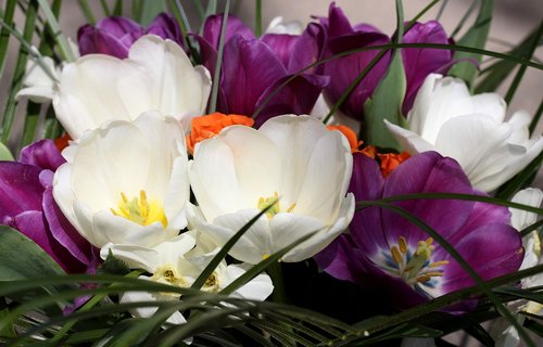 Tulpės,  Mov,  Baltos Spalvos,  Gėlių Išdėstymas,  Rožės,  Puokštė,  Augalas