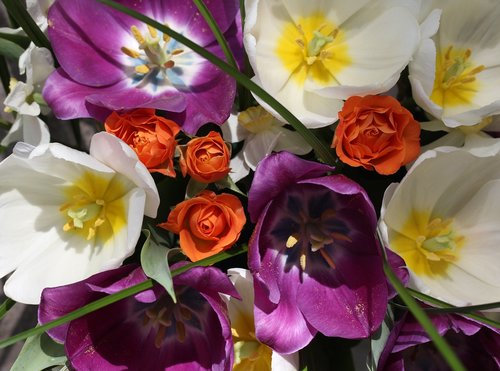Tulpės,  Mov,  Baltos Spalvos,  Gėlių Išdėstymas,  Rožės,  Puokštė,  Augalas