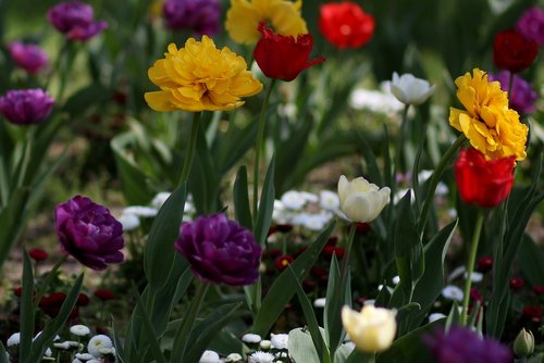 Tulpės,  Gėlės,  Reikmenys,  Dažymas,  Pavasaris