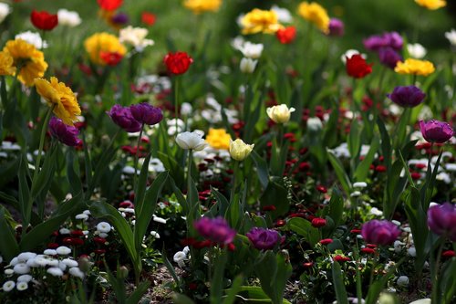 Tulpės,  Gėlės,  Reikmenys,  Dažymas,  Pavasaris