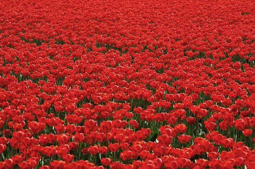 Tulpės,  Tulpė Srityje,  Tulpenroute,  Bollengewas,  Raudona,  Raudona Tulpė,  Pavasaris,  Masė