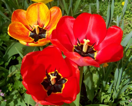 Tulpės,  Pavasario Gėlės