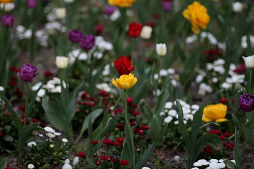 Tulpės,  Gėlės,  Reikmenys,  Daugelis,  Dekoratyvinis,  Dažymas,  Pavasaris