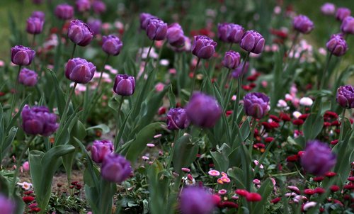 Tulpės,  Mov,  Gėlės,  Reikmenys,  Daugelis,  Dekoratyvinis,  Dažymas,  Pavasaris