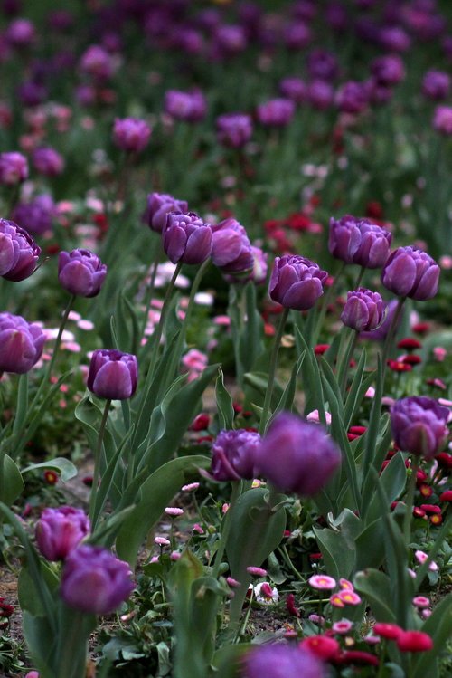 Tulpės,  Mov,  Gėlės,  Reikmenys,  Daugelis,  Dekoratyvinis,  Dažymas,  Pavasaris