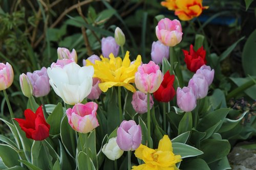 Tulpės,  Žydėjimo,  Pavasaris,  Tulpė Pavasarį