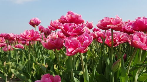 Tulpės,  Lemputės,  Tulpė,  Pavasaris,  Lemputės,  Olandija,  Tulpės Srityse,  Gėlė,  Nyderlandai,  Augalų,  Olandų Kraštovaizdis,  Gėlės,  Žydėjimas