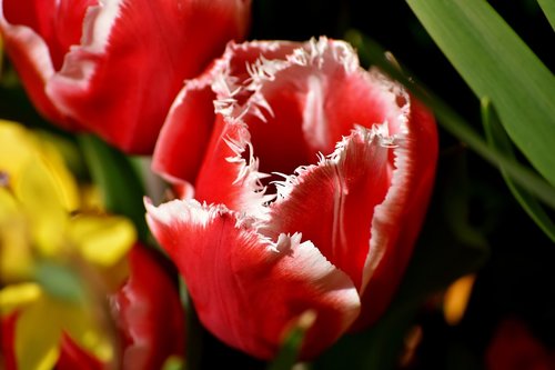 Tulpės,  Gėlės,  Spalvinga,  Spyruokliniai Žiedai,  Pavasaris,  Tulpė Srityje,  Tulpenbluete,  Rožinis,  Žydi,  Augalas