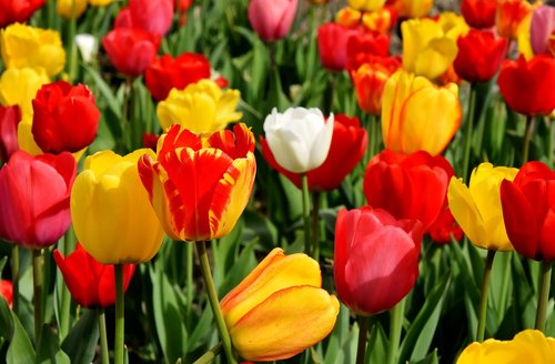 Tulpės,  Gėlės,  Spalvinga,  Spyruokliniai Žiedai,  Raudona,  Geltona,  Pavasaris,  Tulpė Srityje,  Tulpenbluete,  Žydi,  Augalas