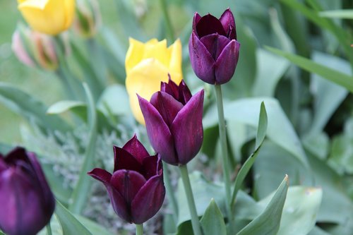 Tulpės,  Tulip Bordo,  Tulpė Pavasarį