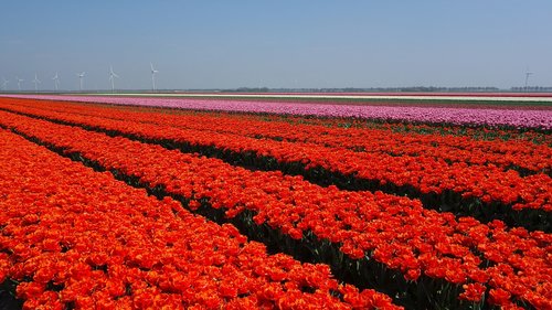 Tulpės,  Lemputės,  Tulpė,  Pavasaris,  Lemputės,  Olandija,  Tulpės Srityse,  Gėlė,  Nyderlandai,  Augalų,  Olandų Kraštovaizdis,  Gėlės