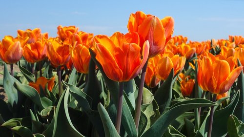 Tulpės,  Lemputės,  Tulpė,  Pavasaris,  Lemputės,  Olandija,  Tulpės Srityse,  Gėlė,  Nyderlandai,  Augalų,  Olandų Kraštovaizdis,  Gėlės,  Žydėjimas